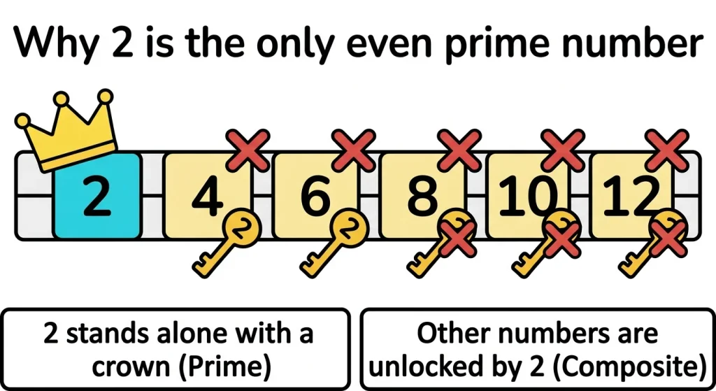 Illustration showing why 2 is the only even prime number and all other even numbers are composite